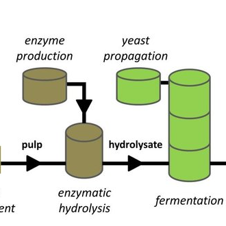 producing ethanol cycle
