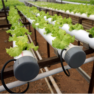Hydroponic Farming